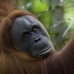 Sumatran Orangutan