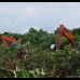 Excavators eating the peat swamp forest