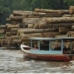 Illegal Logging