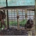 Caged Orangutans