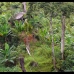 Borneo Forest