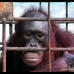 One of many caged orangutans in Borneo..