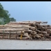 Illegal logging