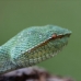 Borneo Sept.2011 Ben Dessen caught this poisonous handsome fellow on a biodiversity survey