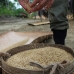 Local rice production in Temback