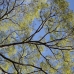 One of the gorgeous Honey Tree's that local villagers climb to source bush honey.