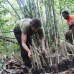 Here we are working in the existing nursery of local man, Pak Niat.