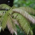 Some of the lush vegetation encountered in walks through the rainforest.