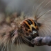 An amazing catapillar we came across whilst mapping the community forest in Tembak.