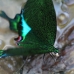 A Papilio butterfly, so many gorgeous colours in these tropical species.