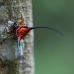 An amazing spider which seems to be rather common in the forest. Incredible biodiversity.