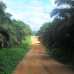 Palm oil trees along the road.  - Photos by Sara Hassan