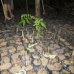 Seedling bags at the nursury supported by the Reforestation Team in Tembak.