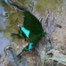 This is a bird-winged butterfly - named after the fact that it looks like a bird when it flies.