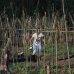 A community vegetable garden in Tembak