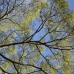 A beautiful honey tree in the heat of the day.