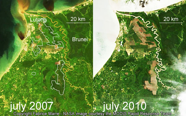 deforestation