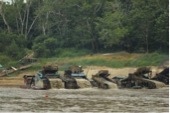 Illegal Gold Mining