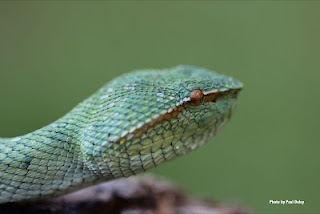 Borneo Sept.2011 Ben Dessen caught this poisonous handsome fellow on a biodiversity survey