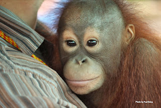 Borneo Sept.2011 Clutching Jojo for the first time - the baby orang-utan that we rescued from a wood