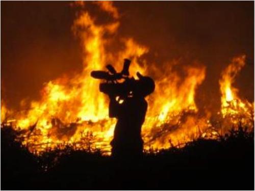 Wildlife destruction