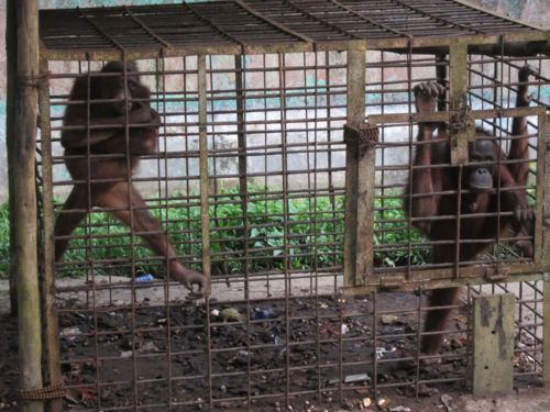 Appalling animal 'fun park' conditions II