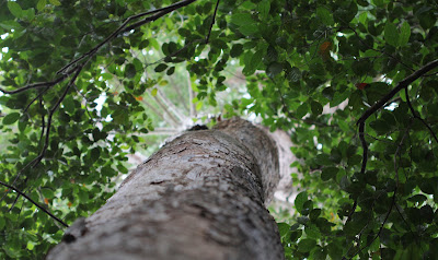 Truck of a Borneo rainforest tree