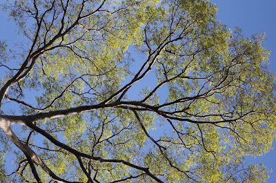 One of the gorgeous Honey Tree's that local villagers climb to source bush honey.
