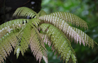 Some of the lush vegetation encountered in walks through the rainforest.