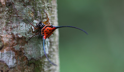 An amazing spider which seems to be rather common in the forest. Incredible biodiversity.