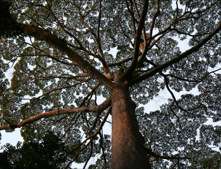 Dipterocarp