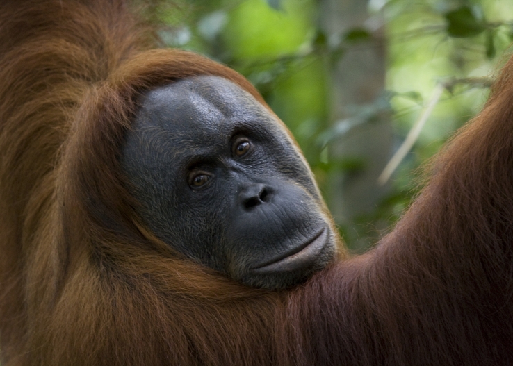 Sumatran Orangutan
