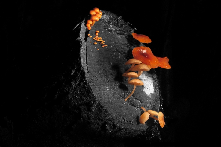 Fungi