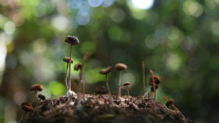 Bornean Elephant Dung