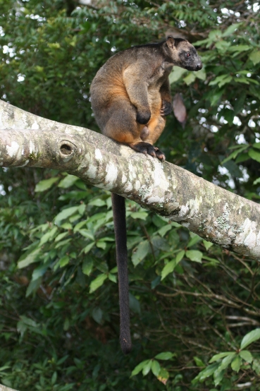 Tree Kangaroo