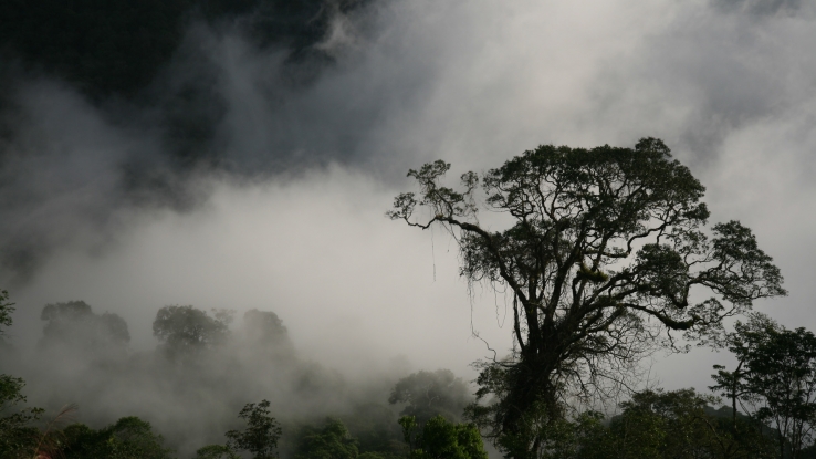 Bornean Mists