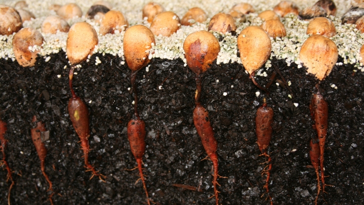 Bunya Seed