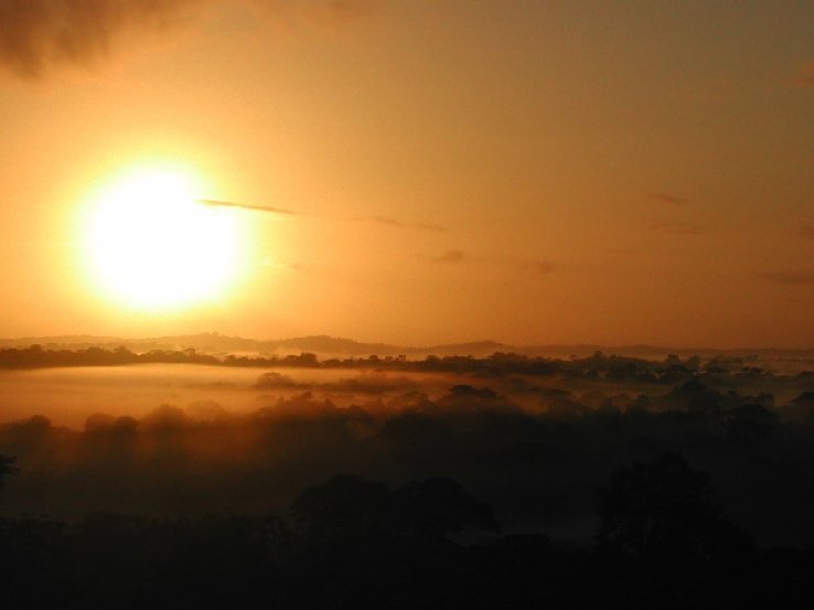 rainforest early morning