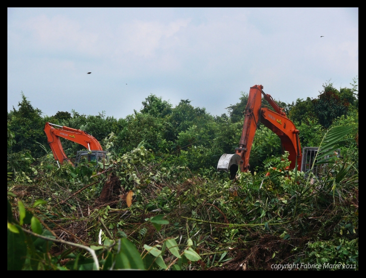 Excavators eating the peat swamp forest