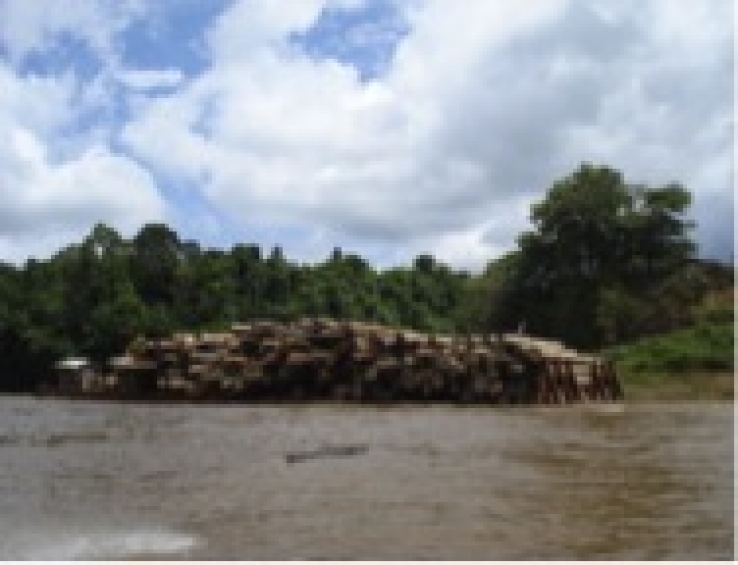 Illegal Logging