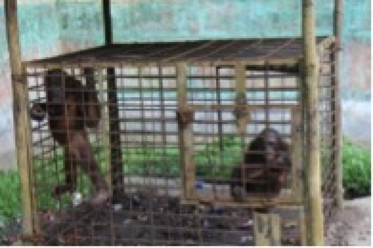 Caged Orangutans