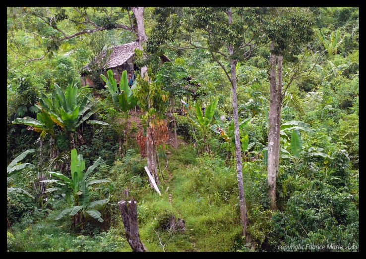 Borneo Forest