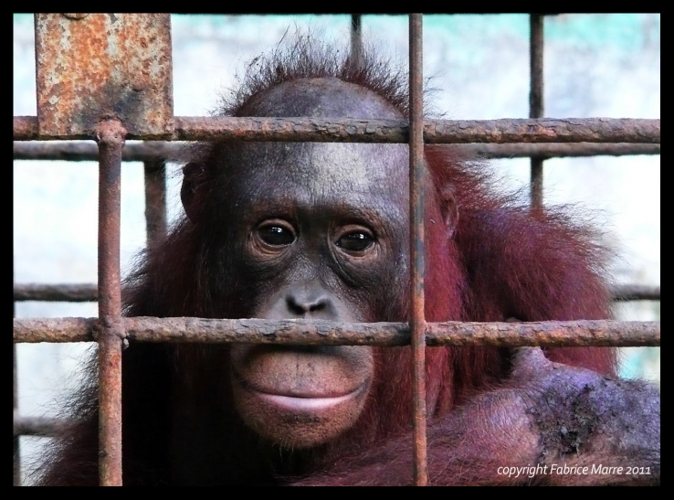 One of many caged orangutans in Borneo..