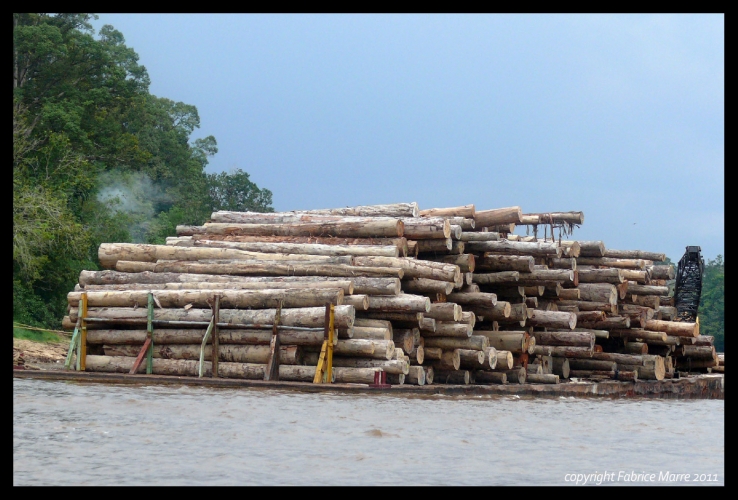 Illegal logging