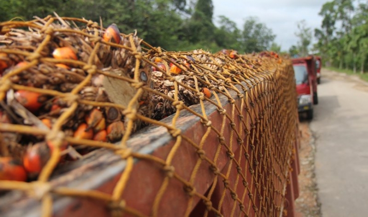 Sinar Mas, infamous Palm Oil company. Hundreds of Palm Oil trucks stranded outside our local partner