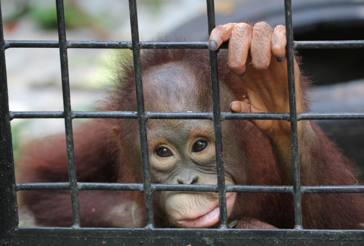 JoJo. 3 year old orphaned Orangutan. she's doubled her weight since her rescue last year. Our vision