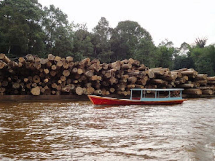 Borneo Sept.2011 Logs, logs, logs, logs. All the way up the river.