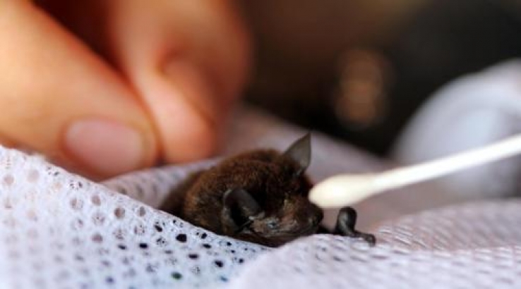 Rescuing a micro bat that flew into the longhouse
