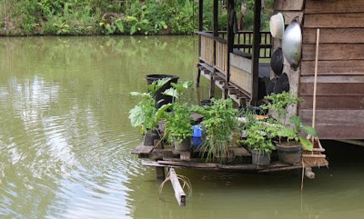 A typical Tembak set-up, they love having fish ponds around thier homes so can grow a good supply of